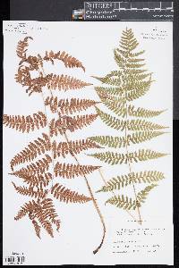 Athyrium bourgaei image