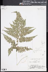 Athyrium clivicola image