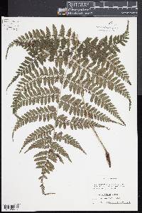 Athyrium clivicola image