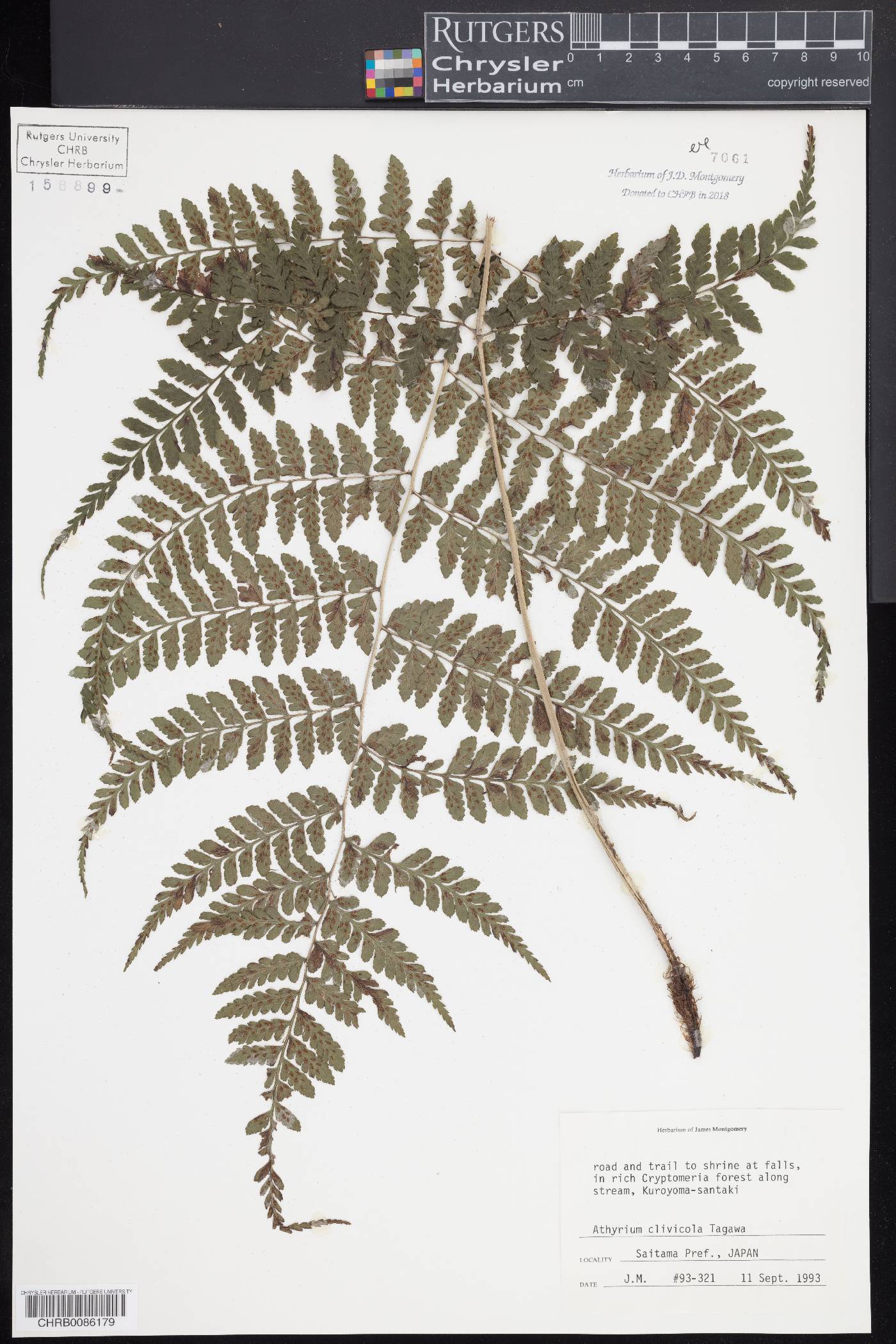 Athyrium clivicola image