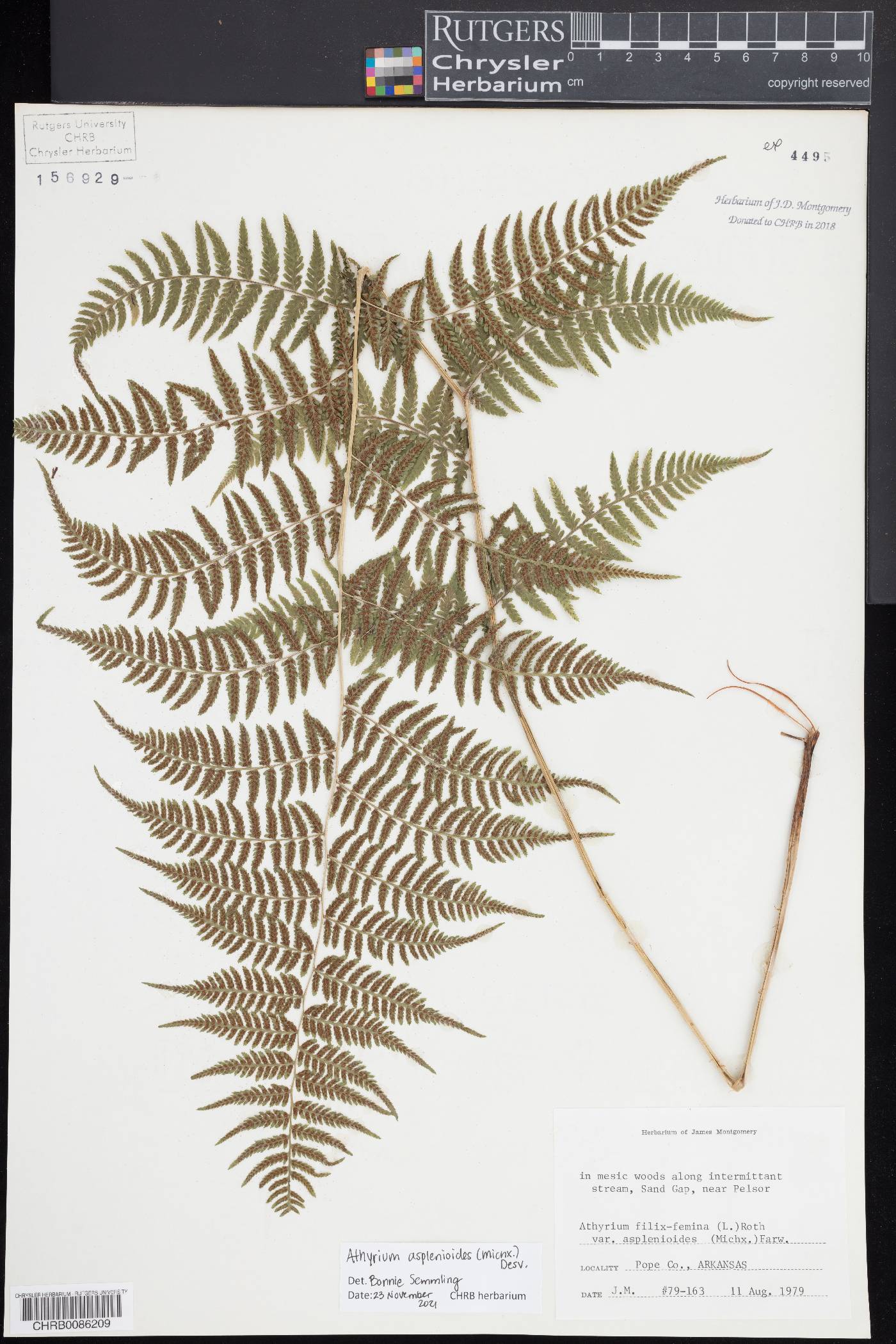 Athyrium asplenoides image