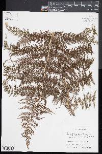 Athyrium microphyllum image