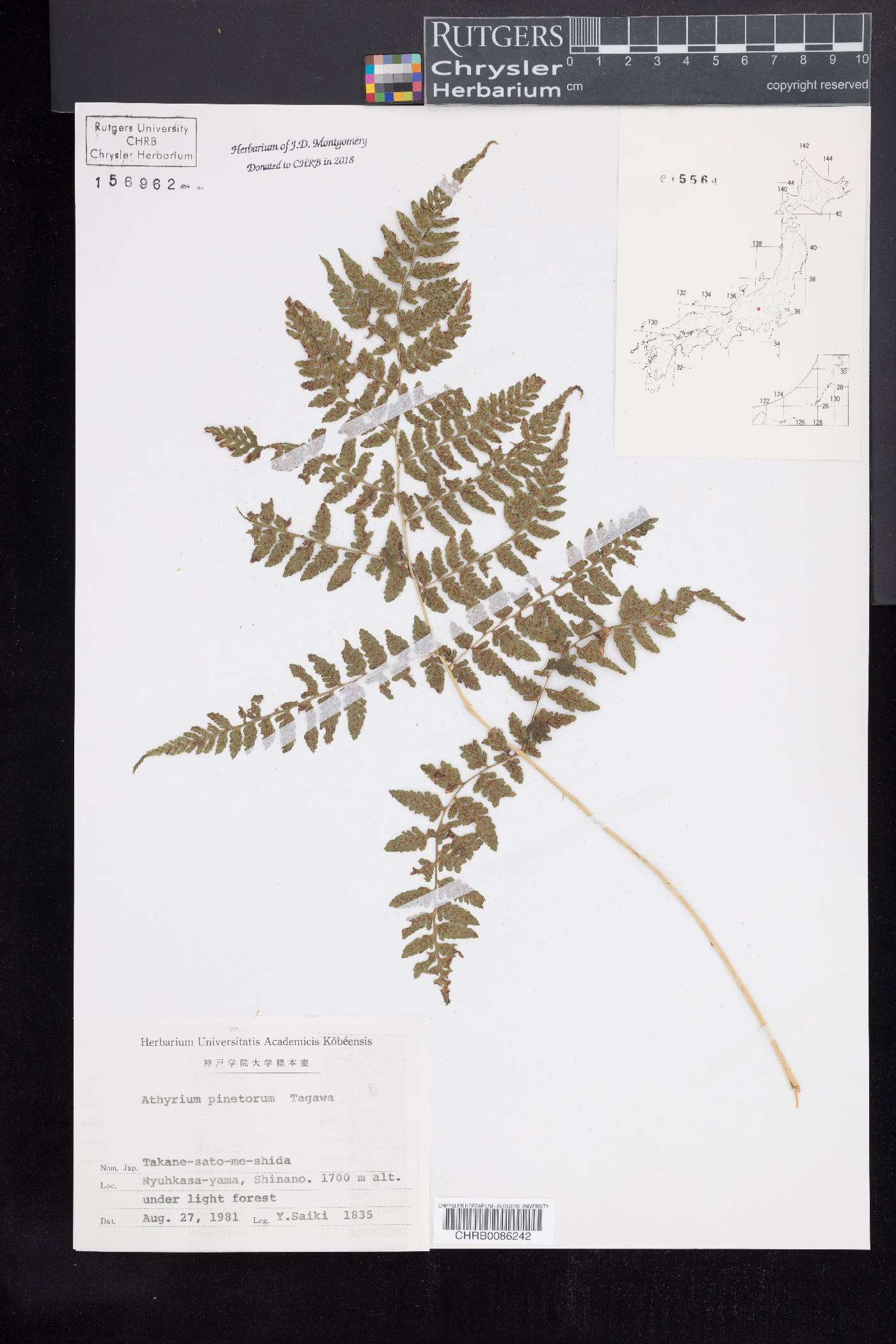 Athyrium pinetorum image