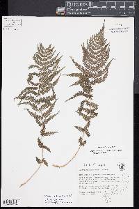 Athyrium fallaciosum image