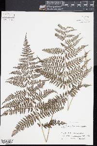 Athyrium vidalii image