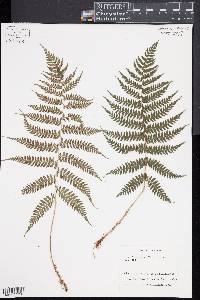 Athyrium yokoscense image