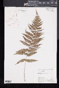 Athyrium yokoscense image