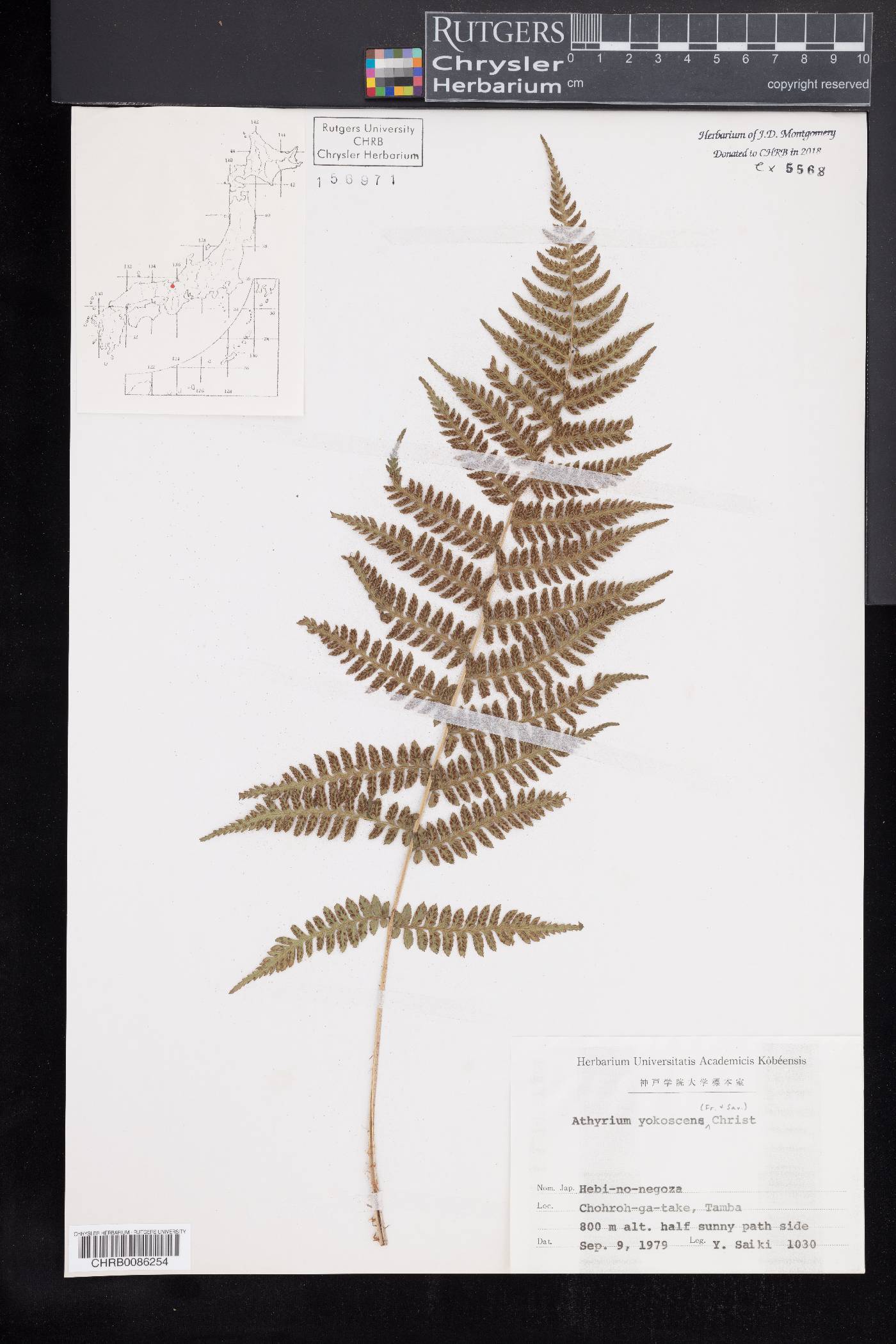 Athyrium yokoscense image