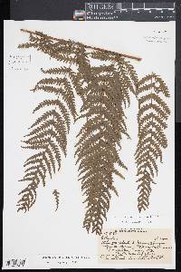 Deparia prolifera image