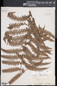 Deparia prolifera image