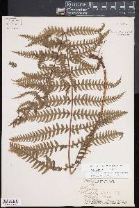 Deparia prolifera image