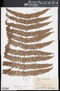 Deparia prolifera image