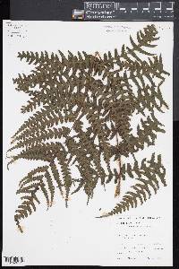 Deparia prolifera image