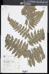 Diplazium doederleinii image