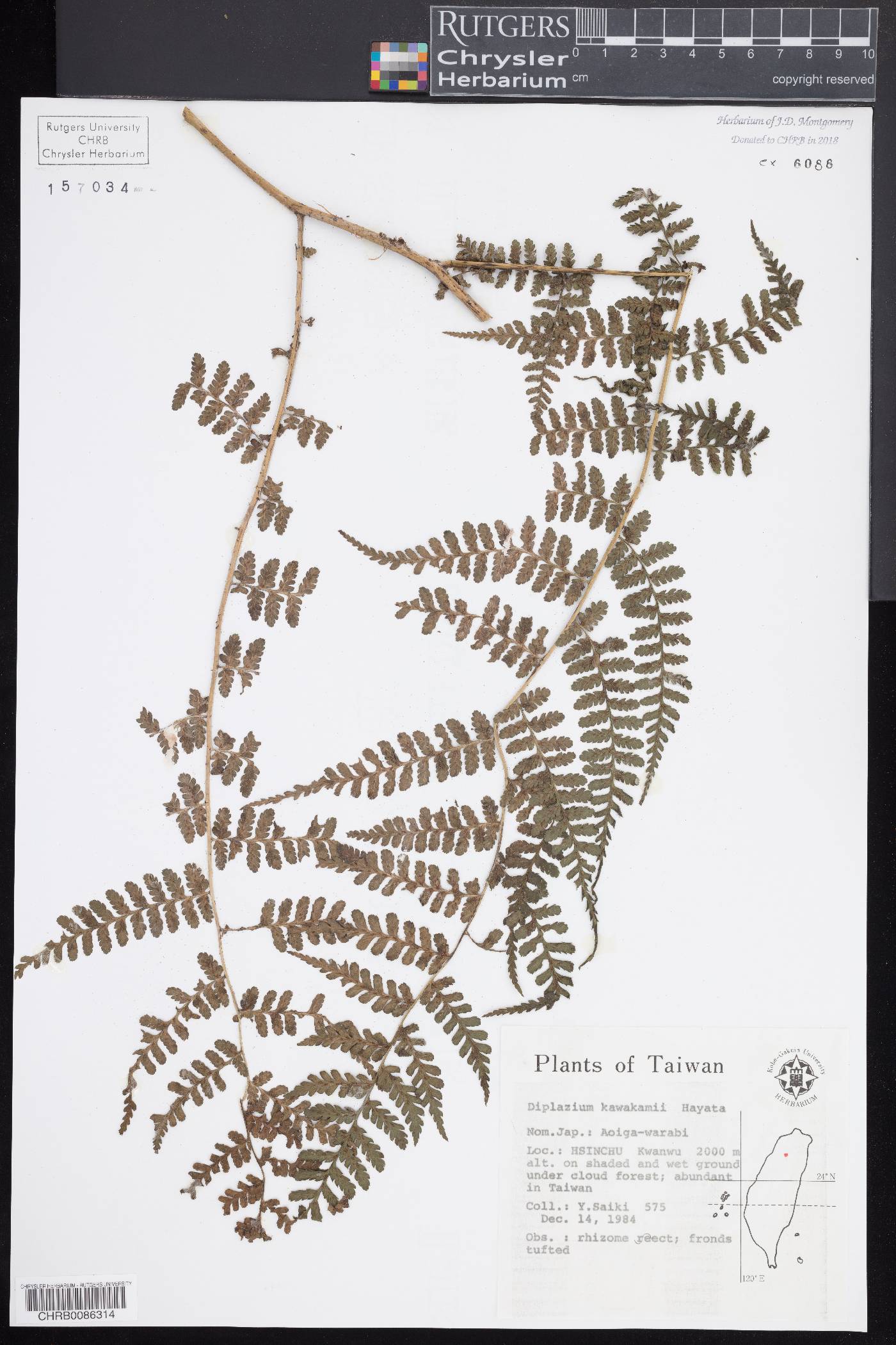 Diplazium kawakamii image