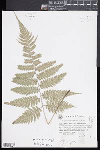 Diplazium griffithii image