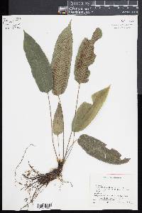 Diplazium plantaginifolium image