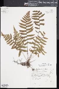 Image of Coryphopteris hirsutipes