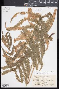 Pneumatopteris hudsoniana image