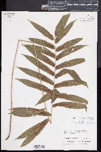 Meniscium arborescens image