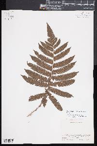 Steiropteris deltoidea image