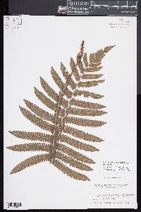 Steiropteris deltoidea image