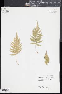 Thelypteris kunthii image