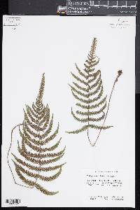 Thelypteris kunthii image