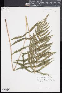 Thelypteris kunthii image