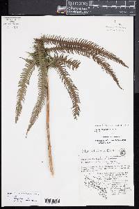 Steiropteris leprieurii image