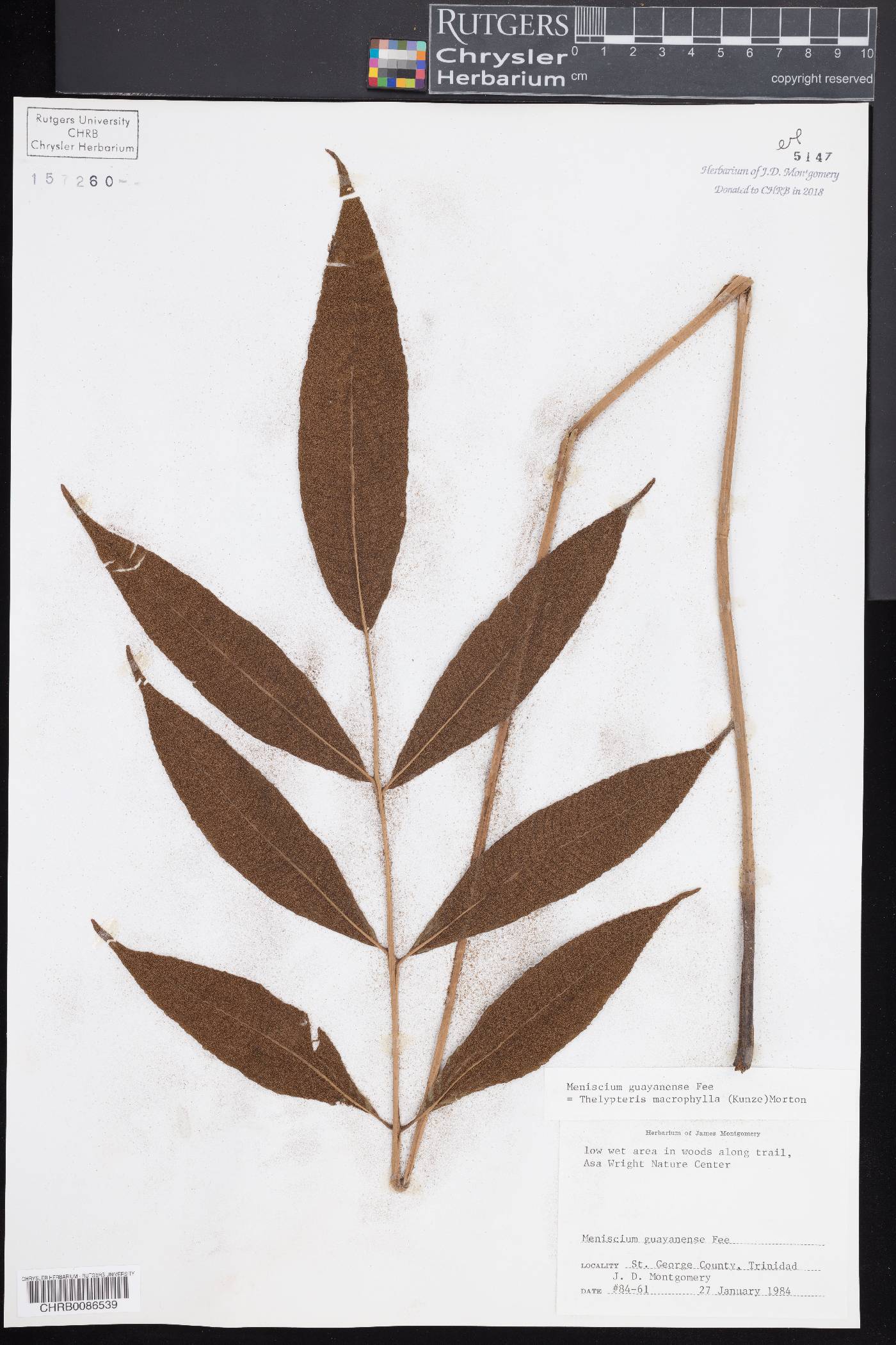 Meniscium macrophyllum image