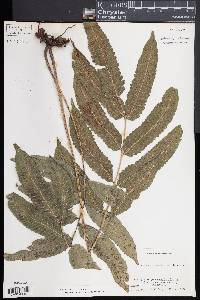 Thelypteris poiteana image