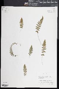 Thelypteris reptans image