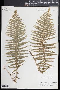 Thelypteris resinifera image