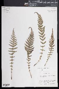 Thelypteris rheophyta image