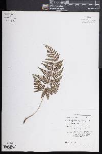 Dryopteris aemula image