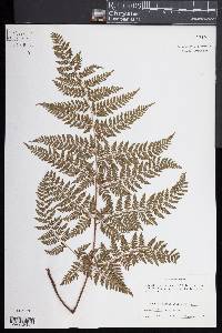 Dryopteris aemula image