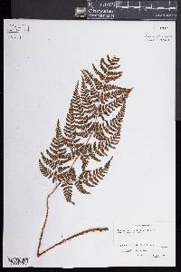 Dryopteris aemula image