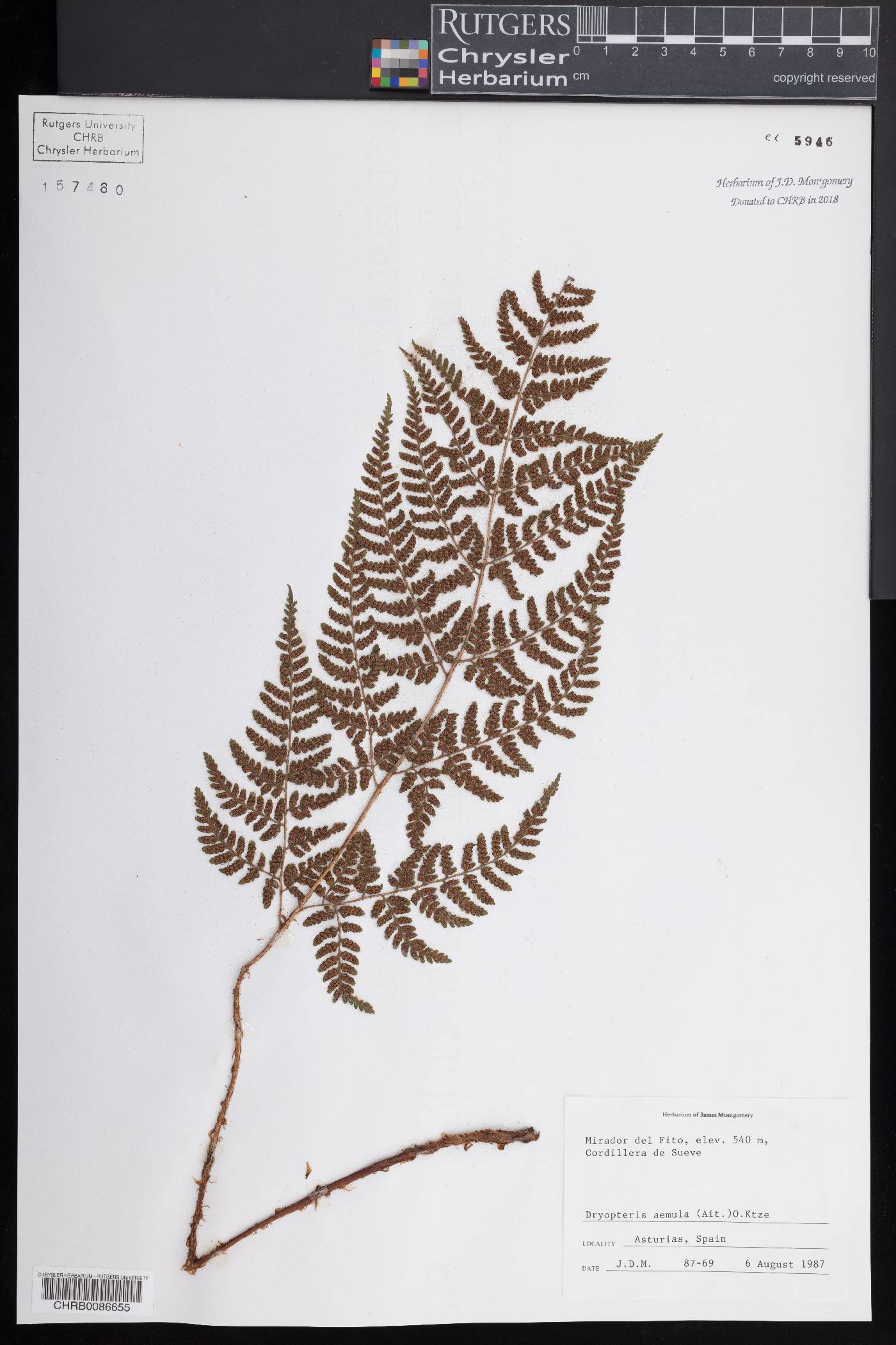 Dryopteris aemula image