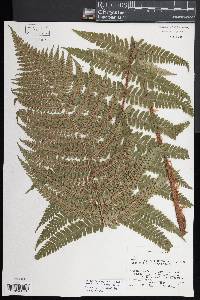 Dryopteris pseudomas image