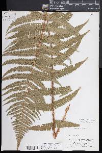 Dryopteris pseudomas image