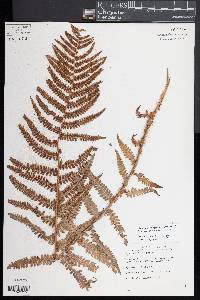 Dryopteris pseudomas image