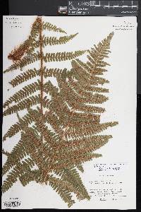 Dryopteris pseudomas image