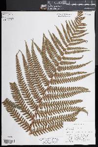 Dryopteris pseudomas image