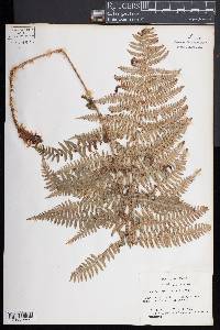 Dryopteris arguta image