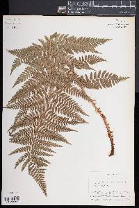 Dryopteris arguta image