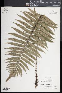 Dryopteris atrata image