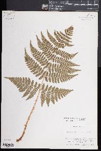 Dryopteris campyloptera image