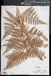 Dryopteris campyloptera image