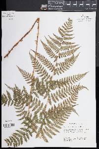 Dryopteris campyloptera image